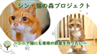 猫の森ハウス、シニア猫専用の部屋設置へ サンシャイン池崎とのクラウドファンディング開始