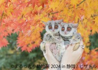 丸っこい小動物とカラフルな鳥たちの祭典！株式会社BACONが「まるっと小動物展」「鳥物語トリストーリー展」を静岡パルコで開催