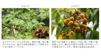 富士産業、新規育毛タンパクと植物エキスの発見による革新的な育毛効果