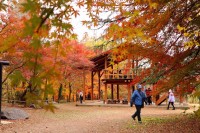 嵐山渓谷紅葉まつり：美しい紅葉と地元グルメの楽しみ方