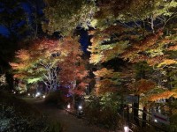 「醒井養鱒場 探検ナイトツアー2024」で、紅葉と動物たちの切り絵を堪能！