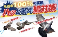 リニューアルした「ハト用忌避剤PT-1」で被害を防止！詳細と特性をご紹介