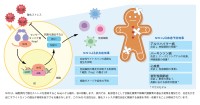 大里研究所共同研究：抗酸化食品「FPP」が抗炎症・免疫調整作用を通じてNrf2活性化に対する効果を示唆