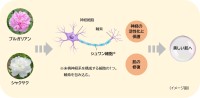 「ブルガリアンローズ」と「シャクヤク」が肌の修復力を驚くほど向上させることを発見