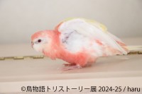 3年ぶり東京開催！「鳥物語トリストーリー展 2024-25」が最大規模で開催