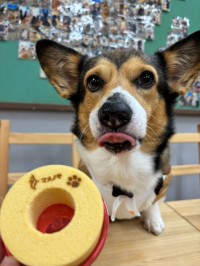 愛犬と一緒に楽しむ、バウムクーヘン専門店「せんねんの木」からワンちゃん専用バウムクーヘン誕生！