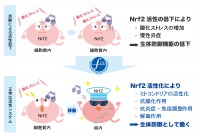 パパイヤ発酵食品FPPが「核内Nrf2量増加剤」として特許取得、抗酸化機能の中心となる