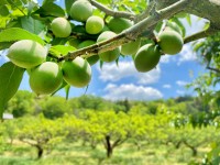 叶 匠寿庵の「梅狩り」収穫体験イベントが2025年6月再び開催！