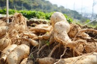 「空腹時血糖値ケア　カイアポタブレット」が機能性表示食品として受理―富士産業