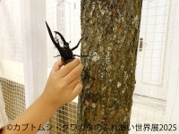 レア昆虫が集結する「カブトムシ・クワガタのふれあい世界展」が開催