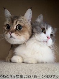 「ねこ休み展」夏の本祭が開催！10周年記念に新作展示とスペシャルコラボレーションが実現！