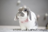 うさぎ愛が炸裂する「うさぎしんぼる展 2025」の開催＆巡回展が決定！
