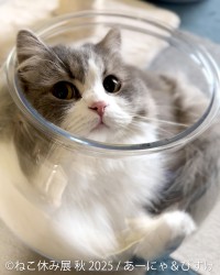 猫好き必見！「ねこ休み展」秋の新作巡回展が名古屋で開催