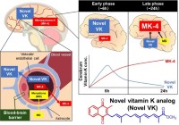 ビタミンK誘導体による神経細胞の再生可能性 – 芝浦工業大学の研究