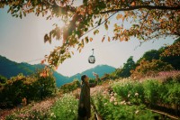 「GARDEN FEST 2025-Autumn- のんびり、ぶらり、秋散歩」: 神戸布引ハーブ園で秋を満喫