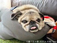 “鼻ぺちゃ愛”あふれる「鼻ぺちゃ展 2025 in 大阪」: 10周年記念の特別展