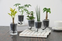 大注目のインテリアグリーン、炭の樹が高輪地区まつりで初展示・限定販売！