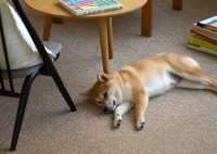 「cucan」から家庭用タイルカーペット2種が登場！遮音性能と軽量化に成功