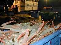 11月26日初売り 冬の味覚の王「隠岐松葉ガニ」、今年も解禁！