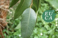 ユーカがハーブ製品の販売再開と専門情報サイトを立ち上げ