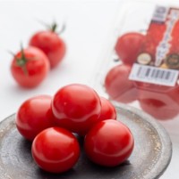 金賞受賞「スイートルビートマト」、2025年度の初出荷を11月に開始