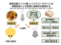 高野豆腐の新たな機能性が明らかに  肥満・脂肪肝予防への道を開く