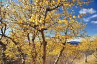 長瀞宝登山臘梅園、ロウバイの見頃を迎える－新施設と共に楽しむ一日