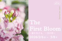 『The First Bloom ―春を先どる1万の花―』、京都府立植物園で開催！冬の季節に春の花々が彩る感動の一幕