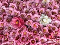 「椿の寺」霊鑑寺、春の特別公開で通常非公開の庭園や書院を公開