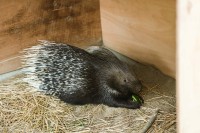 動物小屋にアップサイクル断熱材！異業種が協力した画期的な共創プロジェクト
