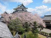 和歌山市春の桜処-調和と美の探求