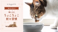 コスモウォーターが猫と人の「ちょこちょこ飲み習慣」をテーマに特別キャンペーン実施
