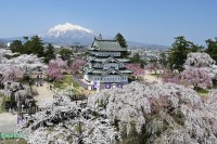 弘前公園の桜たちがあなたを待っています！さくらのオーナー募集中