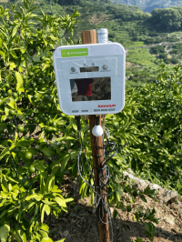 AIでかんきつ増収！愛媛県でのスマート農業モデル「e-kakashi」の試験成功