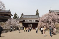 第23回上田城千本桜まつりの開催：春満開の上田城で桜と地域グルメを楽しむ