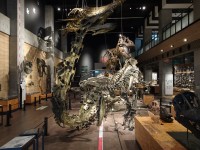 ゴールデンウィーク限定！恐竜の島へ日帰りツアーが天草エアラインから登場