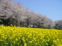 春を彩る！「町田さくらまつり」と地域イベントラインナップ
