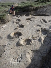 モンゴル北部で発見された白亜紀前期の恐竜足跡化石、大型恐竜の生息域を証明