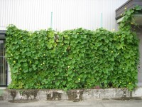 ネオナチュラル、ヘチマの種を無料配布し「壁面緑化運動」を推進～エコと癒やしを両立する夏のエコ活動～