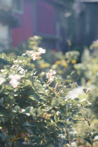 耕作放棄地を再生！島根県出雲市にハーブ蒸留体験施設「出雲ハーブ苑 神々の庭」4月12日オープン