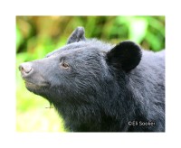 「くまと共存」目指す特別講演会と写真展示会、西宮市で開催