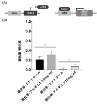 L-アルギニンがシャルコーマリートゥース病の運動機能や生存率を改善する可能性を発見