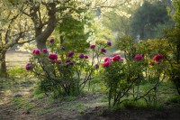 つくば牡丹園、約800種6万株の牡丹と芍薬が織りなす世界最大級のピオニーガーデンを期間限定オープン