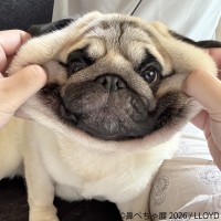 「鼻ぺちゃ展2026」名古屋・東京で開催！愛らしい鼻ぺちゃ犬の合同写真展＆物販展