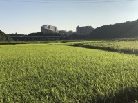 ユーカリが丘、子育て応援プロジェクトで田植え体験プログラムを実施