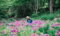 六甲高山植物園でクリンソウが見頃、初夏の彩り豊かな風景を楽しむ