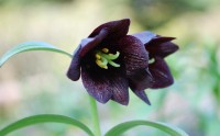 六甲高山植物園で「クロユリ」が見頃、伝説と哀史に彩られた黒紫色の花
