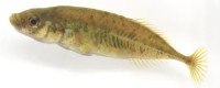 希少淡水魚ムサシトミヨ、60年以上の時を経て新種「Pungitius nakamurai」として正式記載