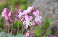 六甲高山植物園で「高山植物の女王」コマクサが見頃、幻想的な世界を堪能