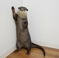 カワウソの現状と未来を考えるワークショップ開催